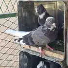 حمام قطايف