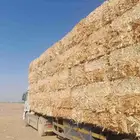 ذره حبشيه شد جندير تبوك