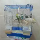 ثلاث إناث بادجي جاهزين للتزاوج