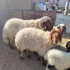فحل نعيمي تو داخل سدس شرط القريع