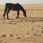 حصان شعبي طوع مع البل وهادي