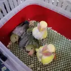 فروخ روز ((تم البيع))