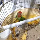 عصفور روز عمر 4 الى 5 أشهر بصحه جيده لا اعلم ذكر ام أنثى