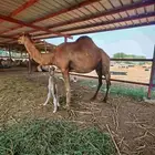 خلفا مصغر للبيع