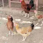 دجاج فرنسي للبيع