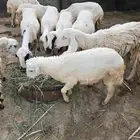 خروف 5 شهور بحاله ممتازه