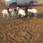 للبيع خرفان هرافي هجين