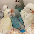 فروخ روز البينو اخضر وطفرات جميله غر بشراهة للبيع