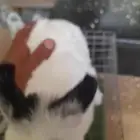 ارانب قزم هوتوت ابيض مكحل ونذرلاند