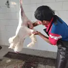 ذبايح الشفا كشتات