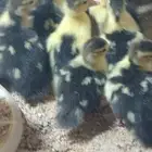 صوص بط بلدي