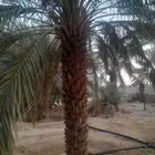 نخل طول للبيع من 3 متر وفوق الرياض وضواحيها