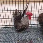 جابنيز