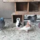 حمام بلغاري عبسي