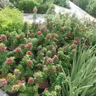 مصطفى بيع جميع انواع النخل البلد واشنطن والعشب الطبيعي والصن