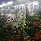 زرع طبيعي وثيل طبيعي وتيل طبيعي وشبكات الري ومشتل زراعية