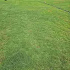 ثيل طبيعي نجيله طبيعي