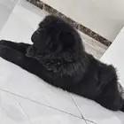 كلب تشاوشاو بيور