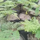 شتلات جملة فقط