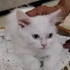 تبني قطه صغيره بشرط مخافة الله فيها