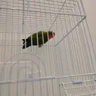 عصفور روز