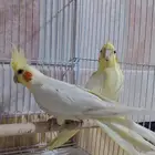 تم بيع جوز كروان
