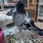 زواج كشكش مستوى جميل انثي المون وذكر كراي (رصاصي)