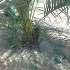مصطفى لبيع جميع انواع النخيل