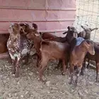 ذبائح ثلاجه فل شحم شرط النظافه