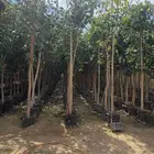 اشجار احجام كبيرة بأنواعها