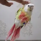 كنيور صن شيك اليف (تم البيع)