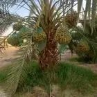 نخل اخلاص سكري شيشي برحي نبوت سلطان