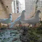 زوحين حمام جلستر قلاب
