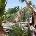 مشتل السيف للحدائق يوجد لدينا جميع انواع الاشجار والنخل
