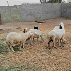 ضان مناتيج وملقوحه مع كباشه اسنانها جدعيه وثنيه