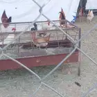 دجاج بلدي للبيع