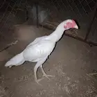 دجاج 2 و ديك سنود