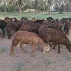 طليان سواكن