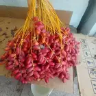 قنو تمر حلوة الجوف