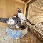 زوج حمام باكستاني اساس