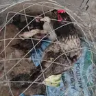 دجاجه حلوه تحتها فروخ