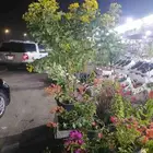 زراع طبيعي واحواض زراع طبيعي