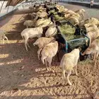 متوفر برابر جذعان وثنيان ممتازة ونظيفة واسعار طيبة