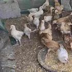 صيصان دجاج بلدي