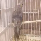 البيع كروان أنثى العمر 6 اشهور بدون ملحقت عله اسوم الموقع جو