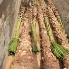 نخل واشنطني امريكي ابو مروحه