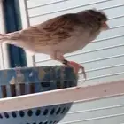 جوز كناري منتج