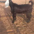 للبيع جفرة عارضيه