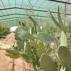 شتل للبيع باسعار متنوعه واشجار متنوعه