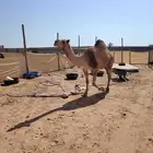 نياق القحات عدد 2 حمراء وصفراء